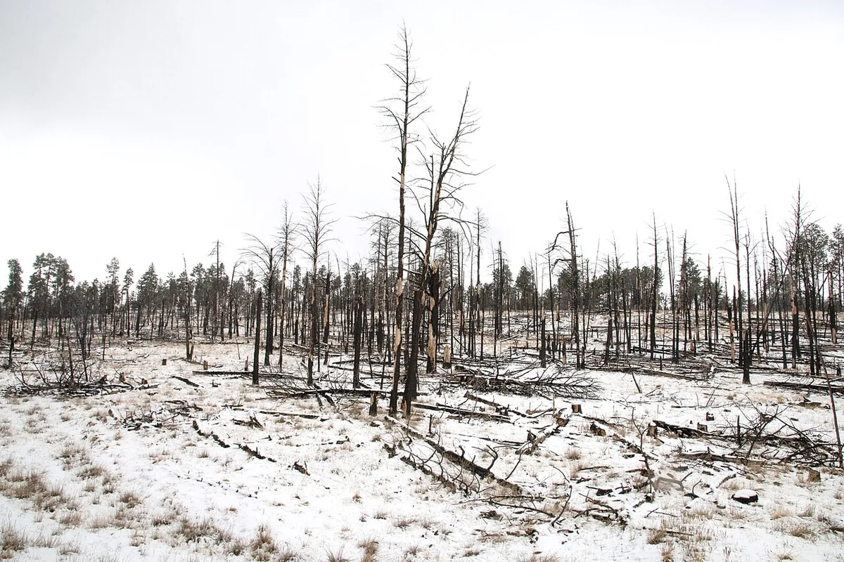 Wallow Fire (2011) in Apache County, Arizona - Burned trees in the U.S. Department of Agriculture (USDA) Forest Service (FS) Apache-Sitgreaves National Forests' (Apache National