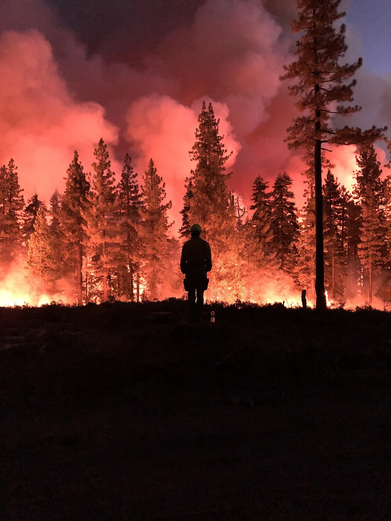 Firefighter silhouetted against crowning flames and pink smoke during night burning operations on the 2021 Caldor Fire in El Dorado County