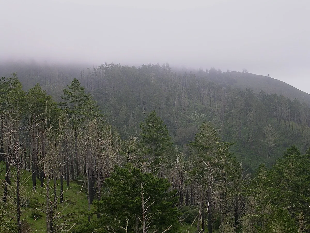 Vision Fire (1995) in Marin County, California - Point Reyes National Seashore , in California . A forest burned by the Vision Fire in 1995 slopes down to Drakes Bay.