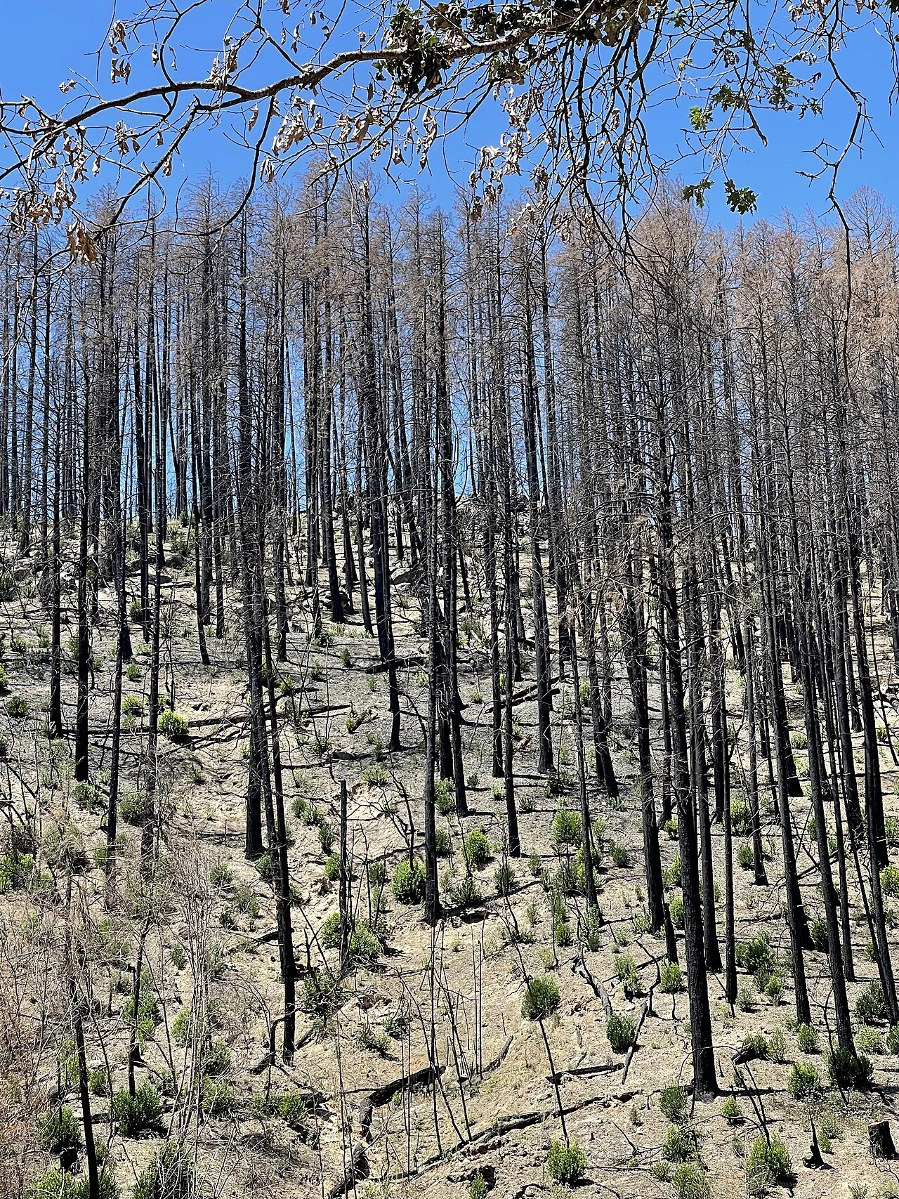 Standing dead conifers on a hillside near Deer Park, California, roughly a year after the 2020 Glass Fire, with green regrowth sprouting at the base of the burned trunks