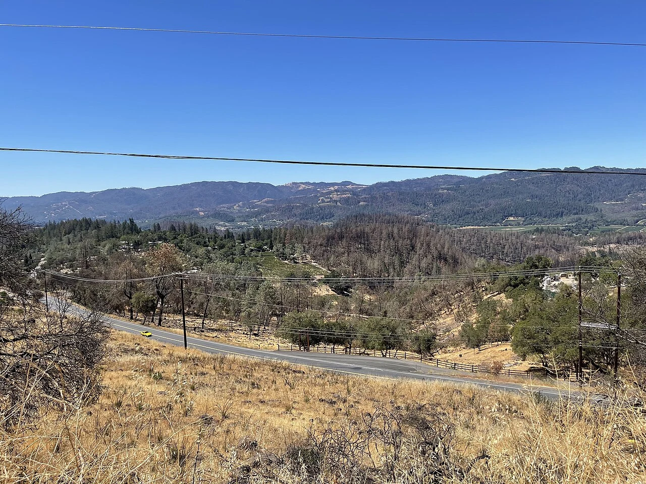 Hillside view above Deer Park, California, showing a mix of dead fire-scorched trees, green regrowth, and vineyard rows in the valley below, roughly a year after the 2020 Glass Fire
