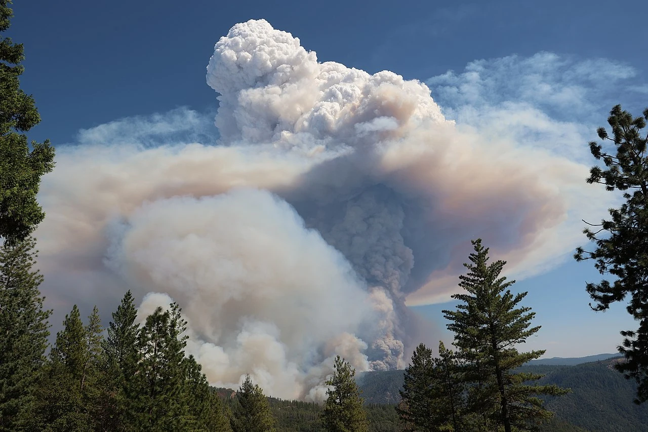 Massive white pyrocumulonimbus smoke column rising above the tree line during the 2022 Mosquito Fire near Foresthill, Placer County, California